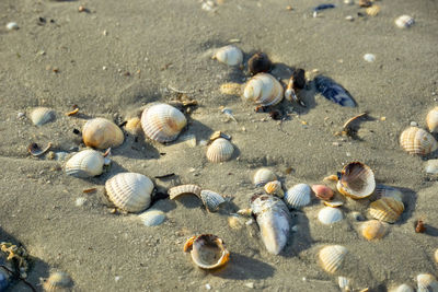 High angle view of shells on beach