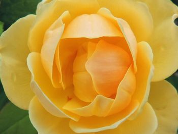 Close-up of yellow rose