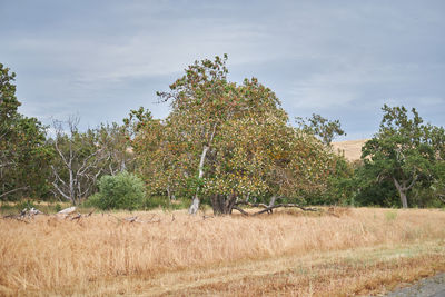 Trees on field against sky