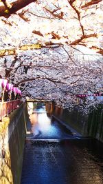 Flowers blooming on tree