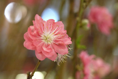 Close-up of pink flower