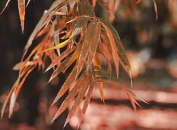 Close-up of dry leaves