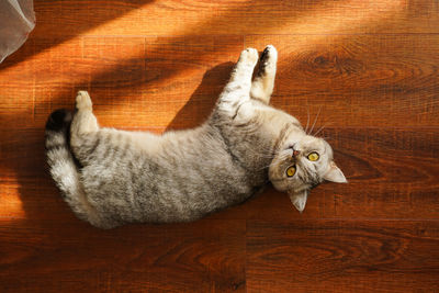 High angle view of cat sitting on hardwood floor