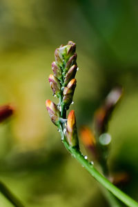 Close-up of flowering plant