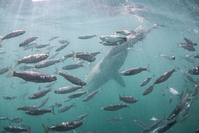 Fish swimming in sea