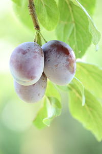 Close-up of fruits growing on plant