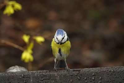 Close-up of bird perching on wet wood