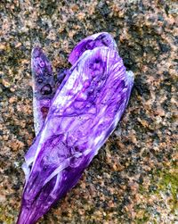 High angle view of a leaf on field