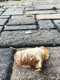 High angle view of cat on street