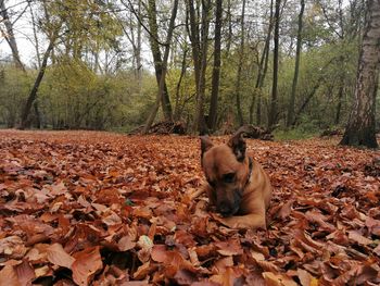View of dry leaves on dirt road