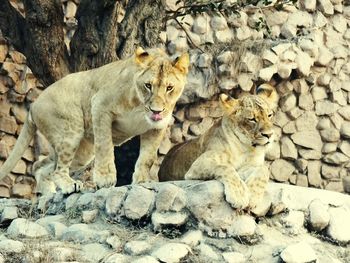 Lioness on stone wall
