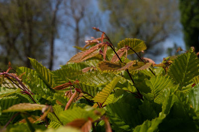 leaf