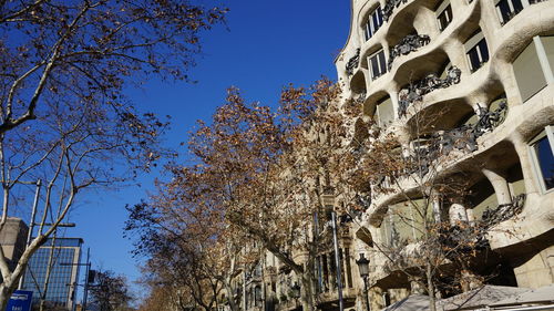 Low angle view of trees against blue sky