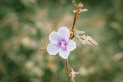 Close-up of pink flowering plant