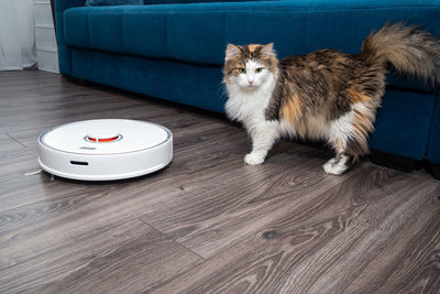 A white vacuum cleaner robot and a fluffy cat on a laminated wooden floor. 