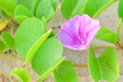 Close-up of pink flowering plant