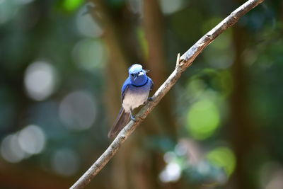 animal wildlife