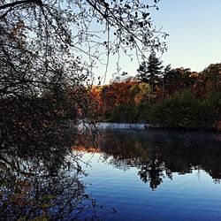 Reflection of trees in calm lake