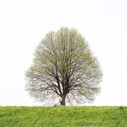 Trees growing on field