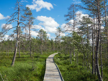 Dirt road along trees and plants in foreground