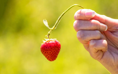 Close-up of hand holding strawberry