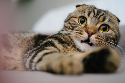 Close-up portrait of a cat at home