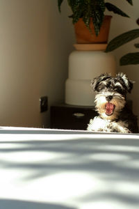 Portrait of dog sitting on floor at home