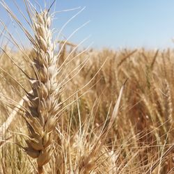 Close-up of wheat field against clear sky