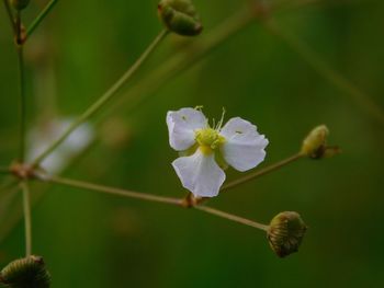 Close-up of white flowers