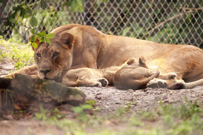 Nursing female african lioness panthera leo feeding her young cubs in the shade.