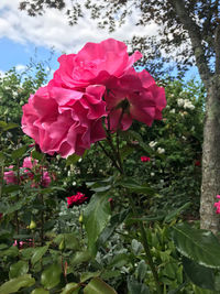 Close-up of pink roses