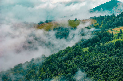 Scenic view of forest against sky