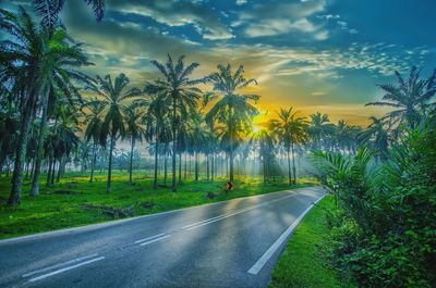 Road by trees against sky