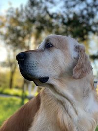 Close-up of dog looking away