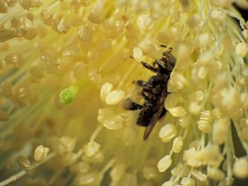 Close-up of bee on flower
