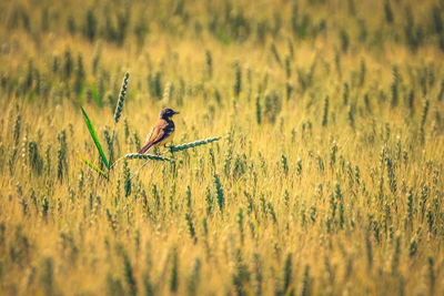 Close-up of a bird on grass in field