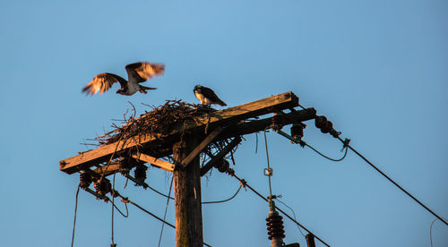 Ospreys in the morning 