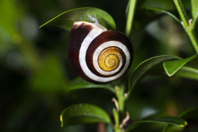 Close-up of snail on plant