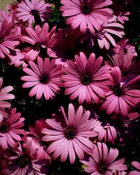 Full frame shot of pink flowers