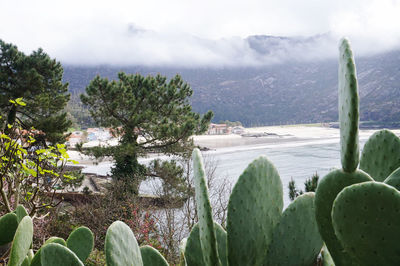 Cactus growing by lake against sky