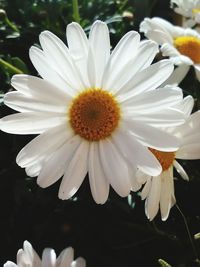 Close-up of flower blooming outdoors