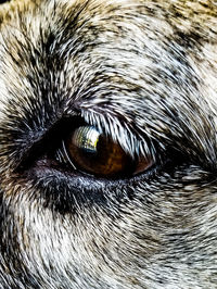 Extreme close up of dog