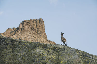 Spanish mountain goat, called ibex, in sierra de gredos, avila, spain