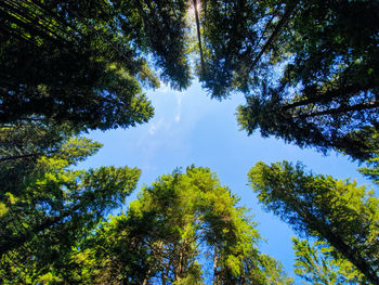 Low angle view of trees against sky