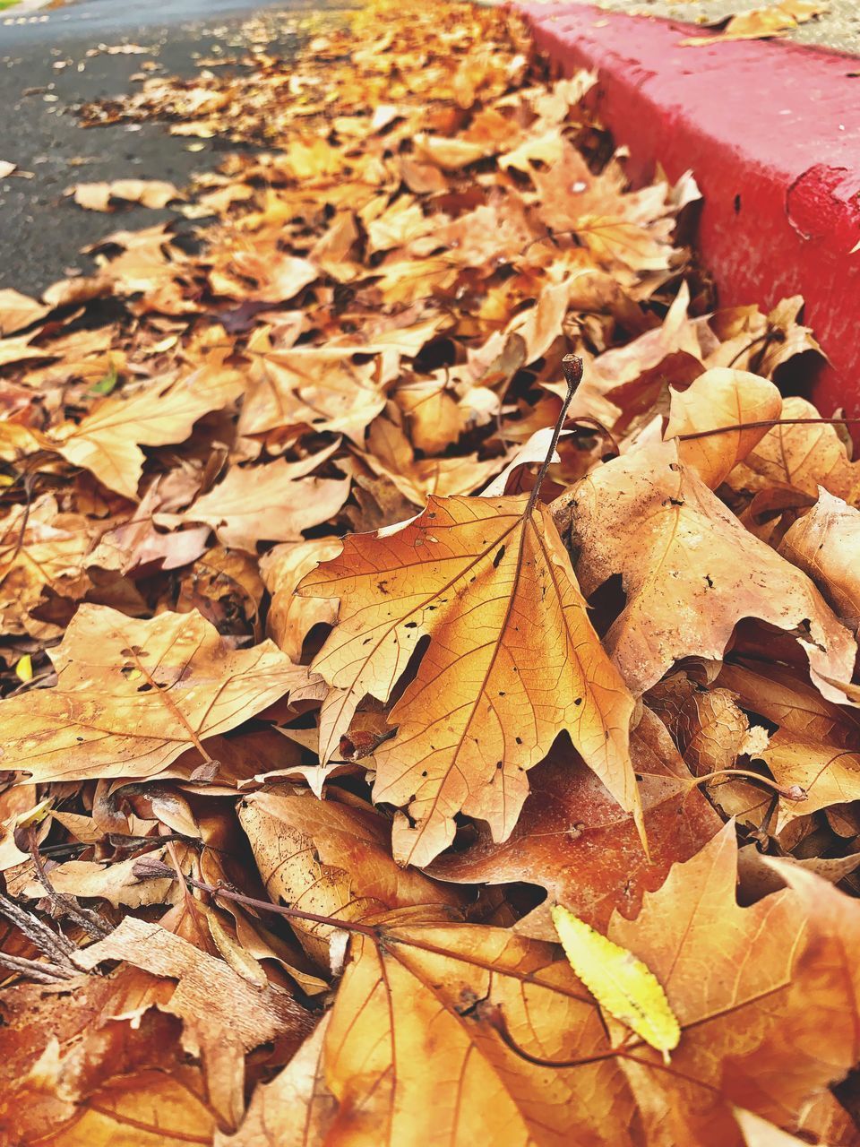 HIGH ANGLE VIEW OF MAPLE LEAVES ON FALLEN TREE