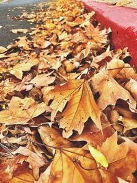 High angle view of maple leaves on road