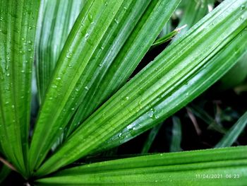 Close-up of raindrops on green leaves