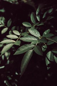 Close-up of plants