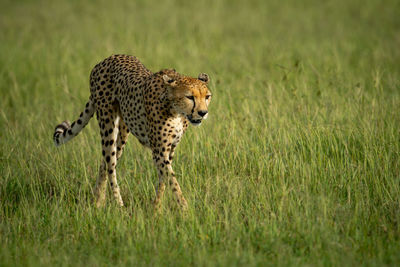 Full length of a cat on field