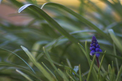 Close-up of purple flowering plants on field